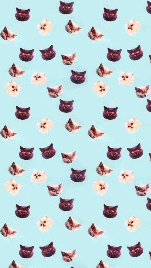 tumblr cats wallpaper tumblr cats wallpaper